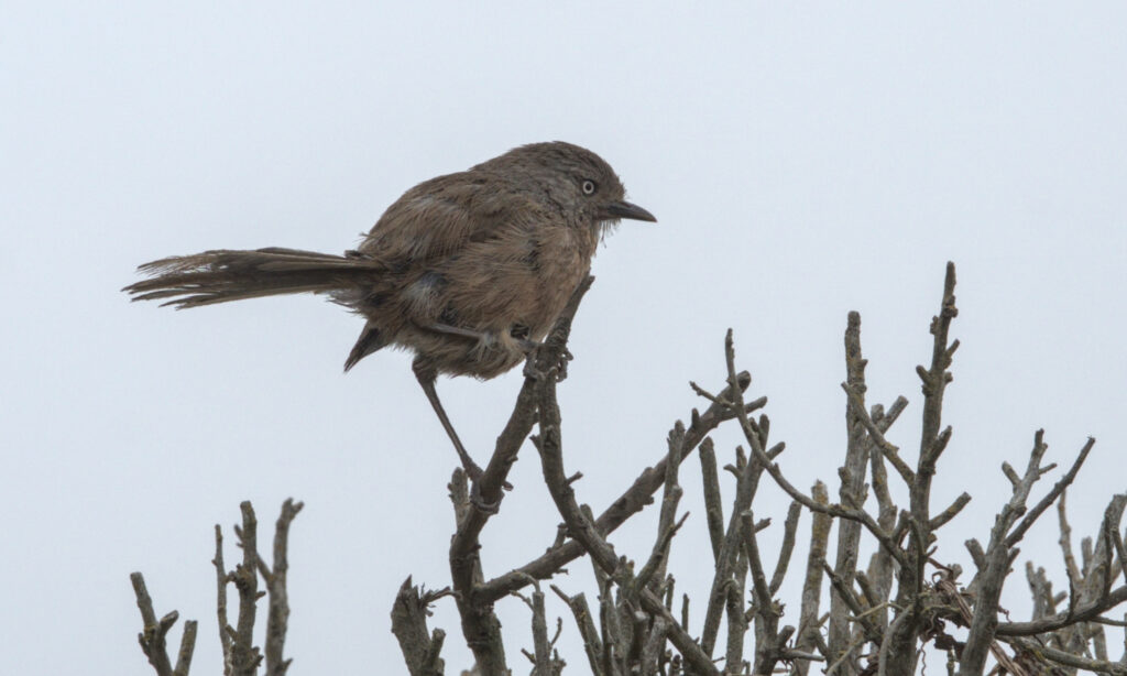 A small gray songbird perched on a branch.