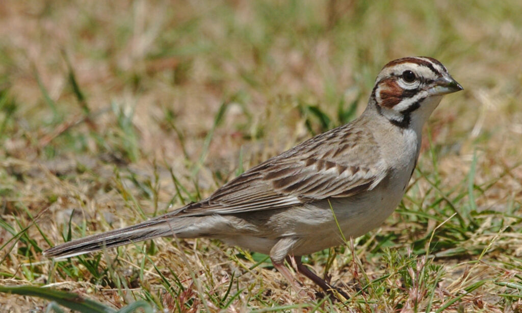 A gray songbird with brown markings on its head stands on the ground.