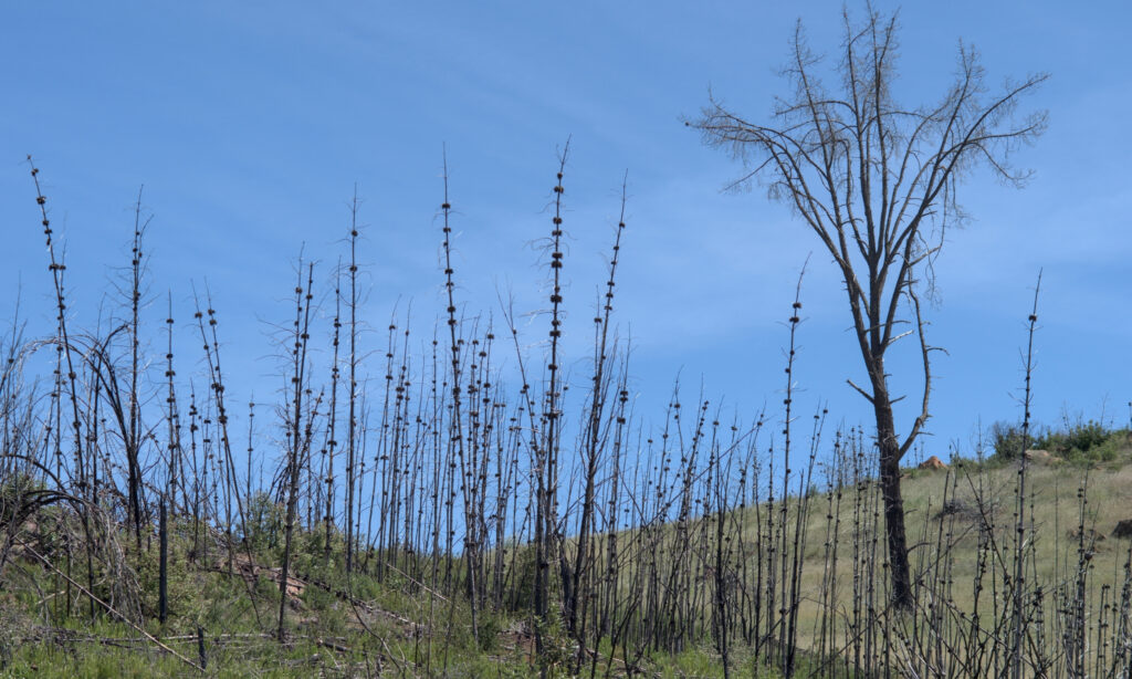 The remnants of a pine forest after a wildfire with grass emerging on the ground.