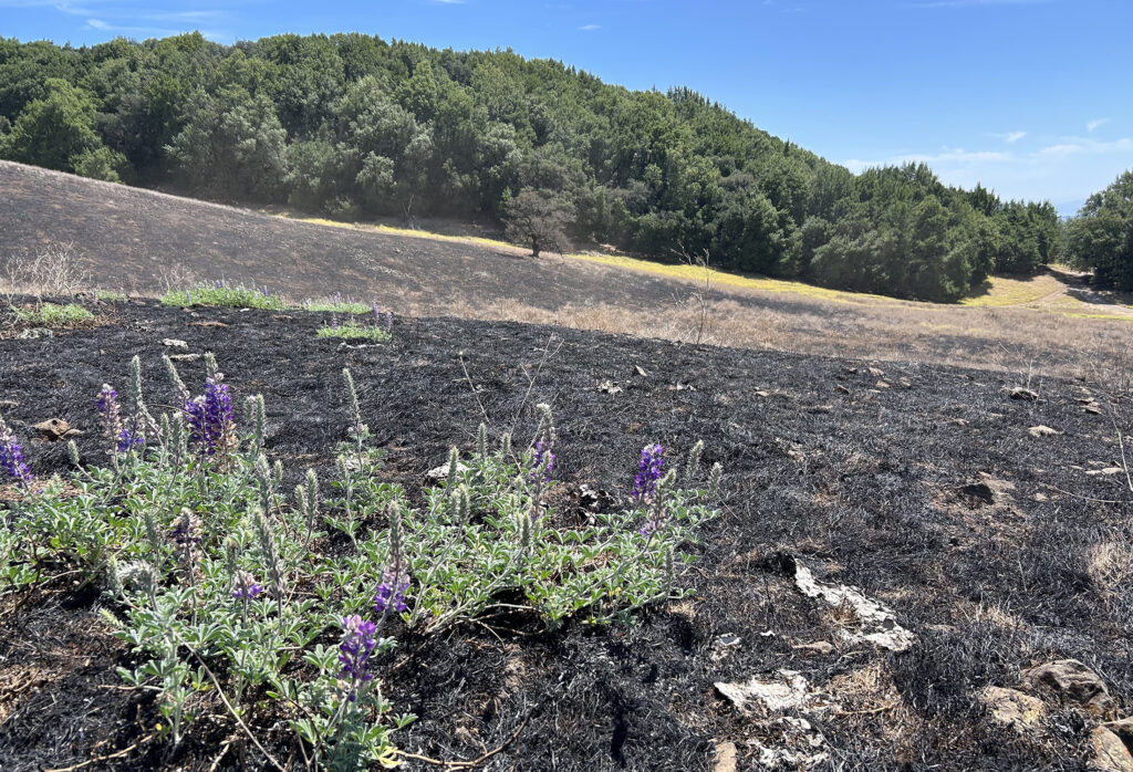 The remnants of a prescribed burn in an open field with ash on the ground and lupine blooming.