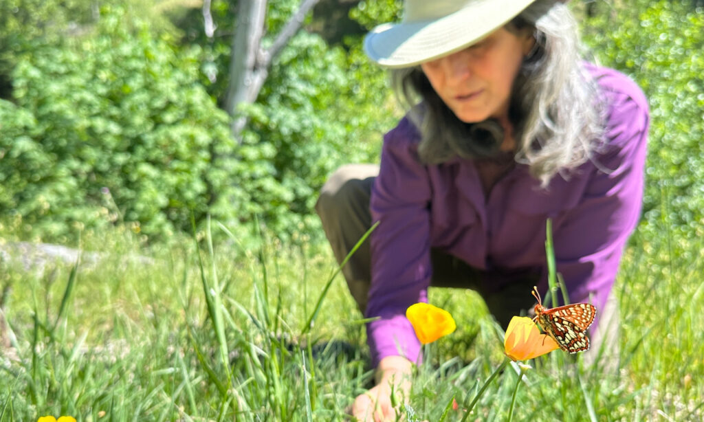 A butterfly on a California poppy with a woman in a hat and purple shirt in the background.