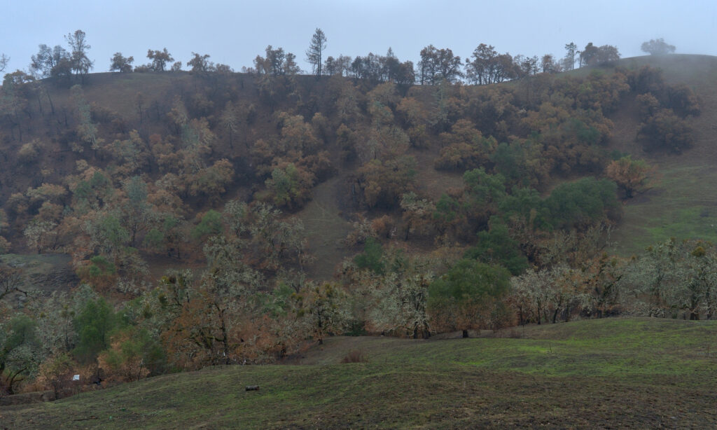 A landscape of sprouting grass and trees in a wildfire impacted landscape.