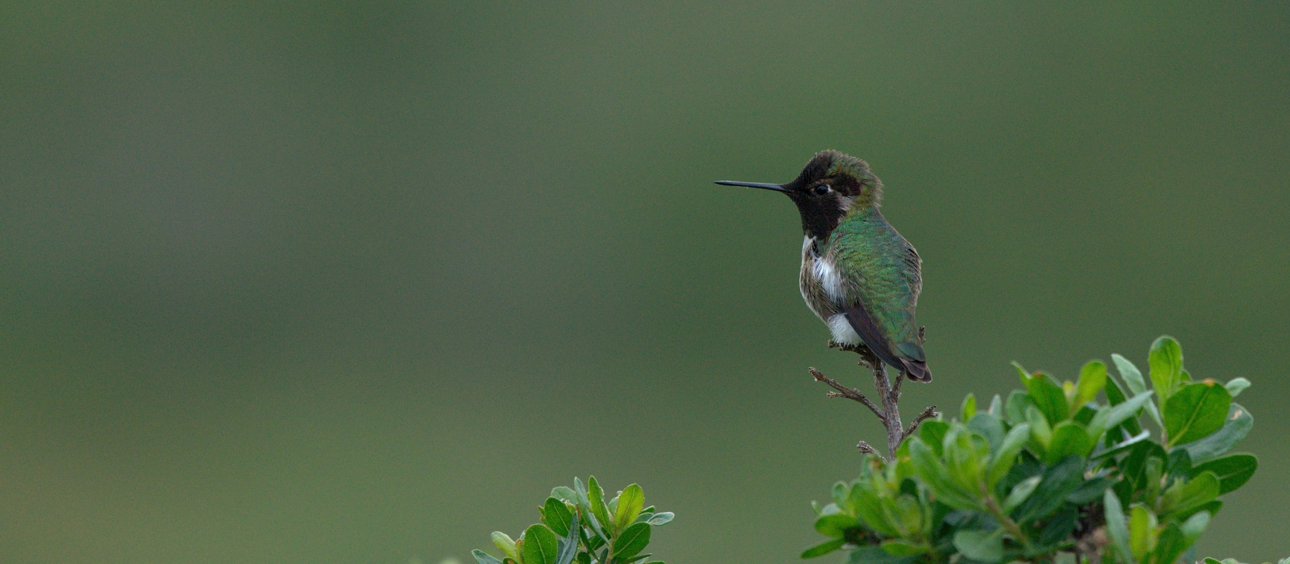 A hummingbird on a branch with a blurred green background.
