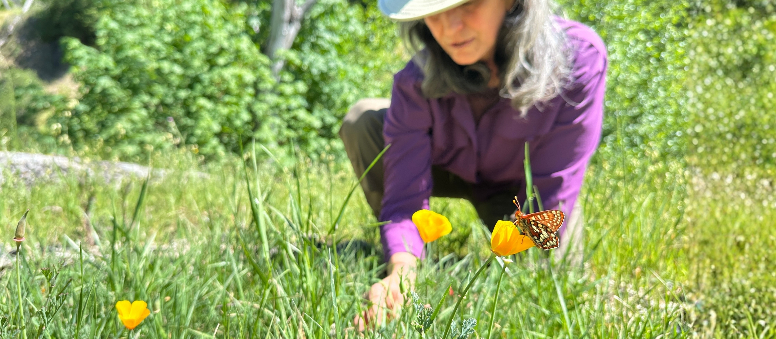 California poppies with a butterfly with a woman in a hat and purple shirt in the background.