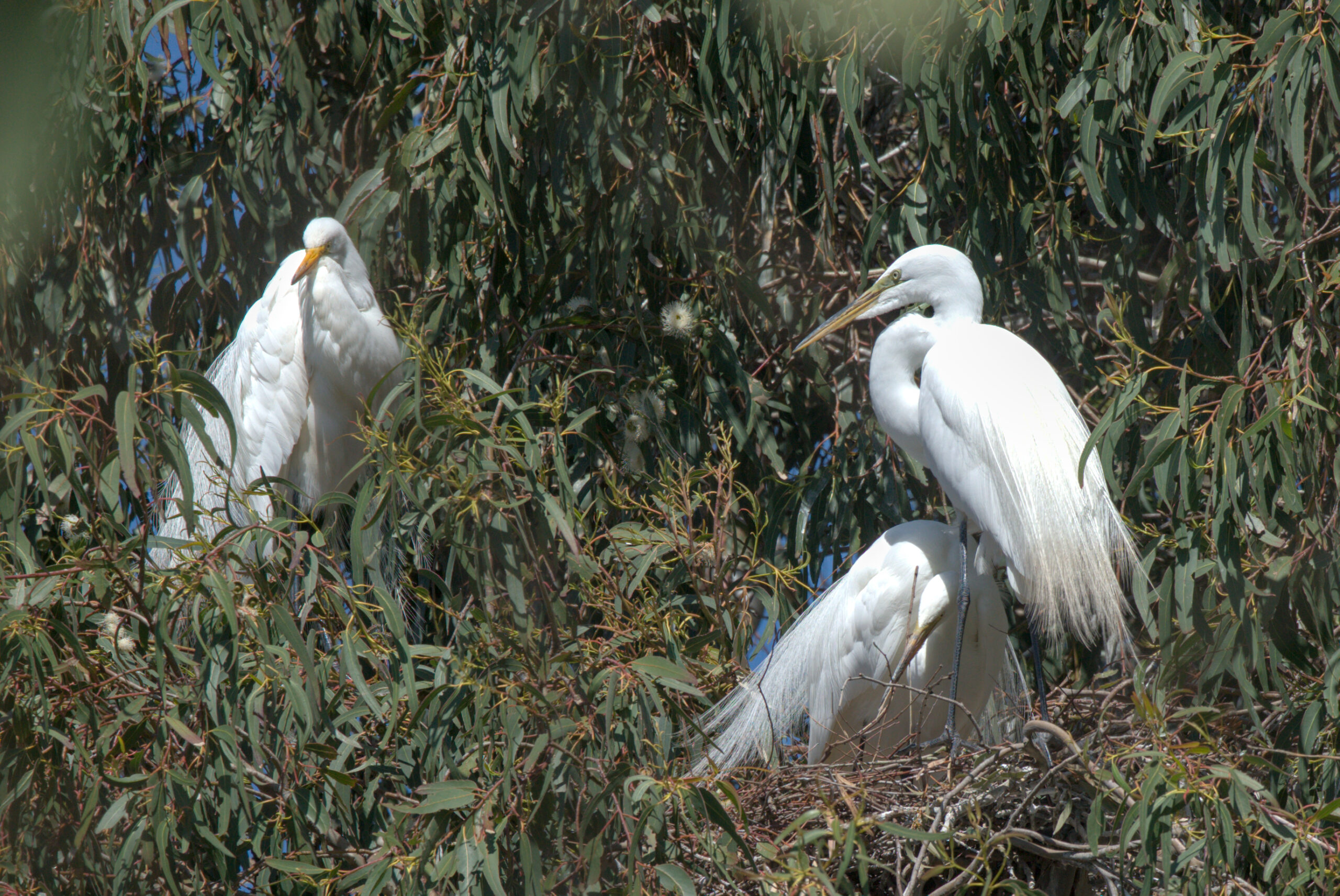 three adult great egrets sit in eucalyptus tree in the W 9th Street heronry