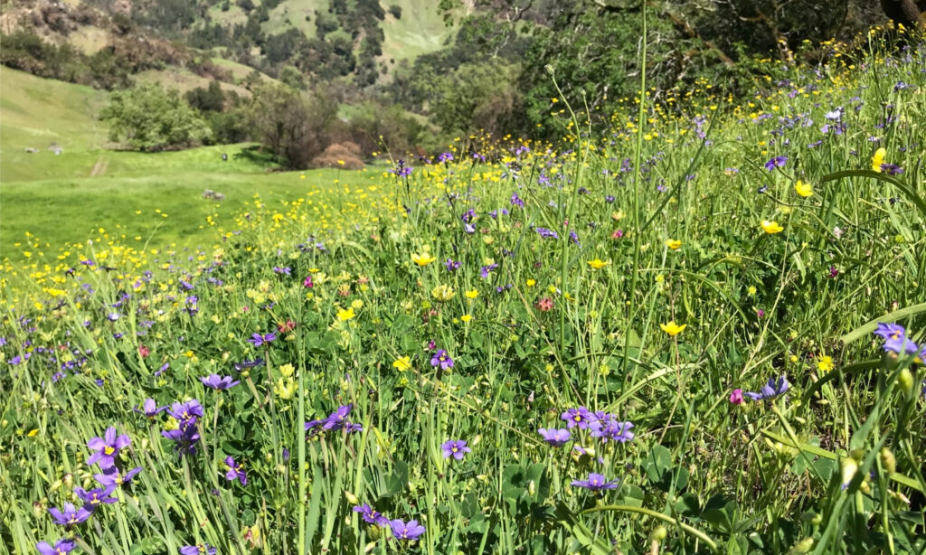 A healthy California grassland with yellow and purple flowers.