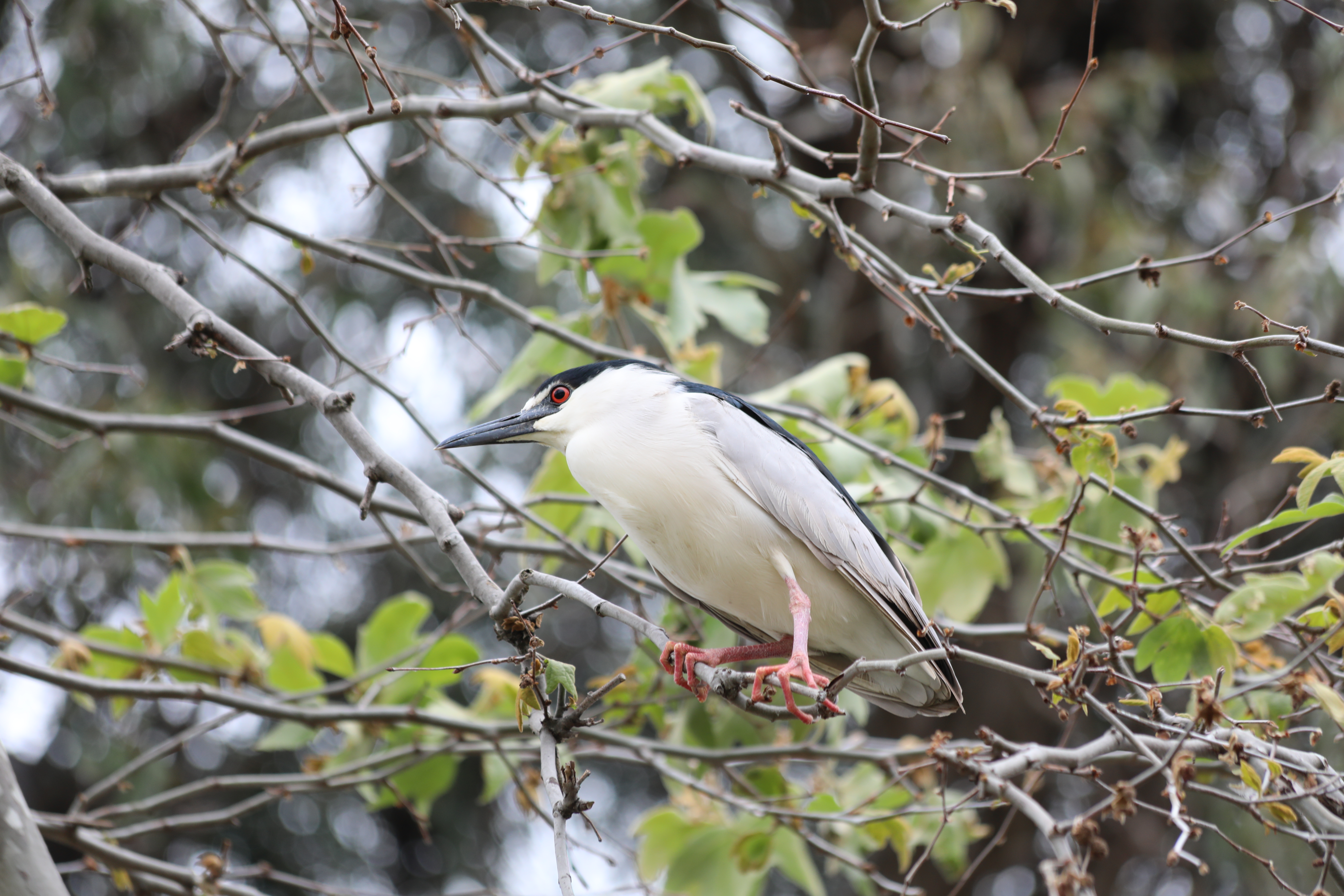 a Black-crowned Night Heron sits on tree branches