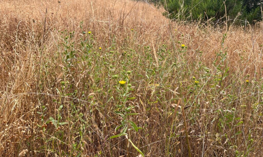 Tall dry grasses in an open field with a plant growing with yellow flowers.