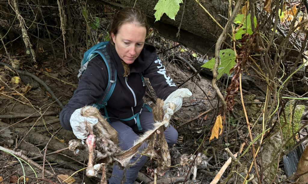 A woman crouched in the forest with surgical gloves on looks closely at bones and hair.