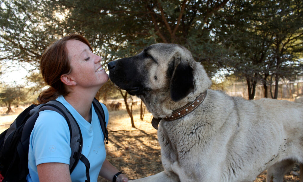 A woman in a blue t-shirt and backpack crouched down with a big dog licking her face.