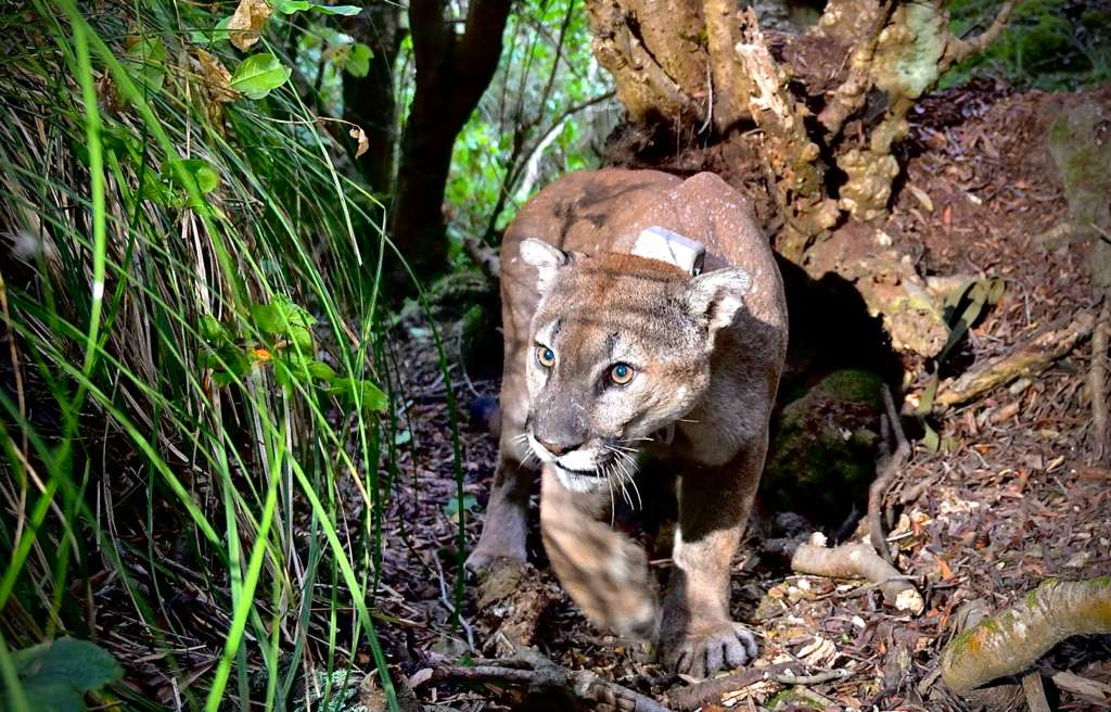 a collared mountain lion captured by trail camera in Marin County