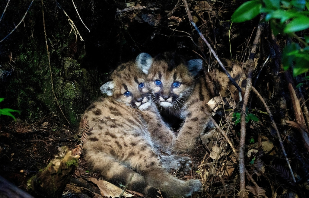 Two spotted mountain lion kittens nestled in the underbrush.