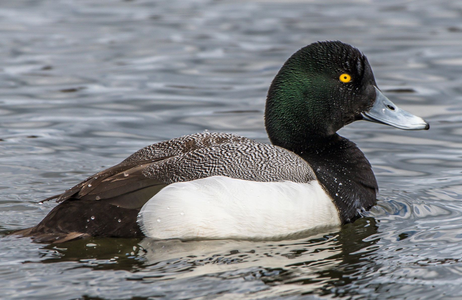 close up photo of a Greater Scaup waterbird
